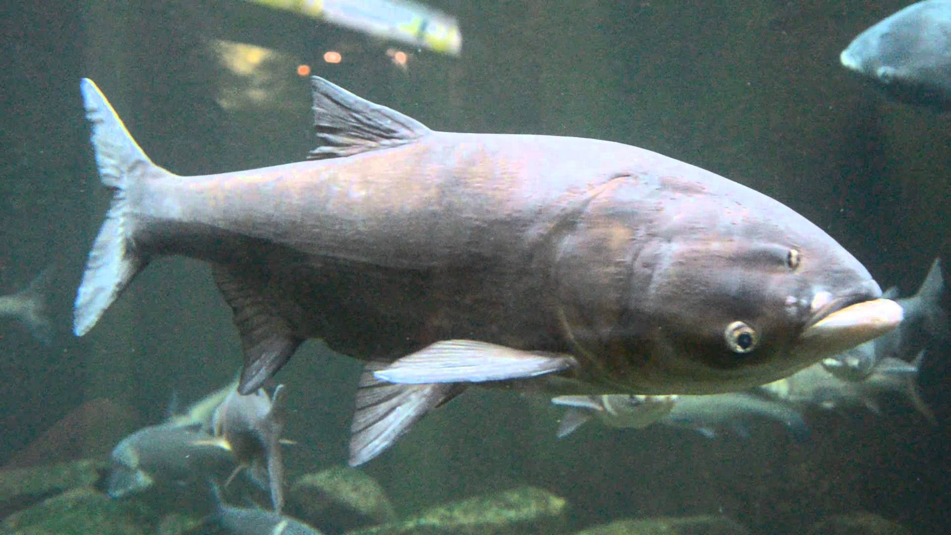 Asian Carp