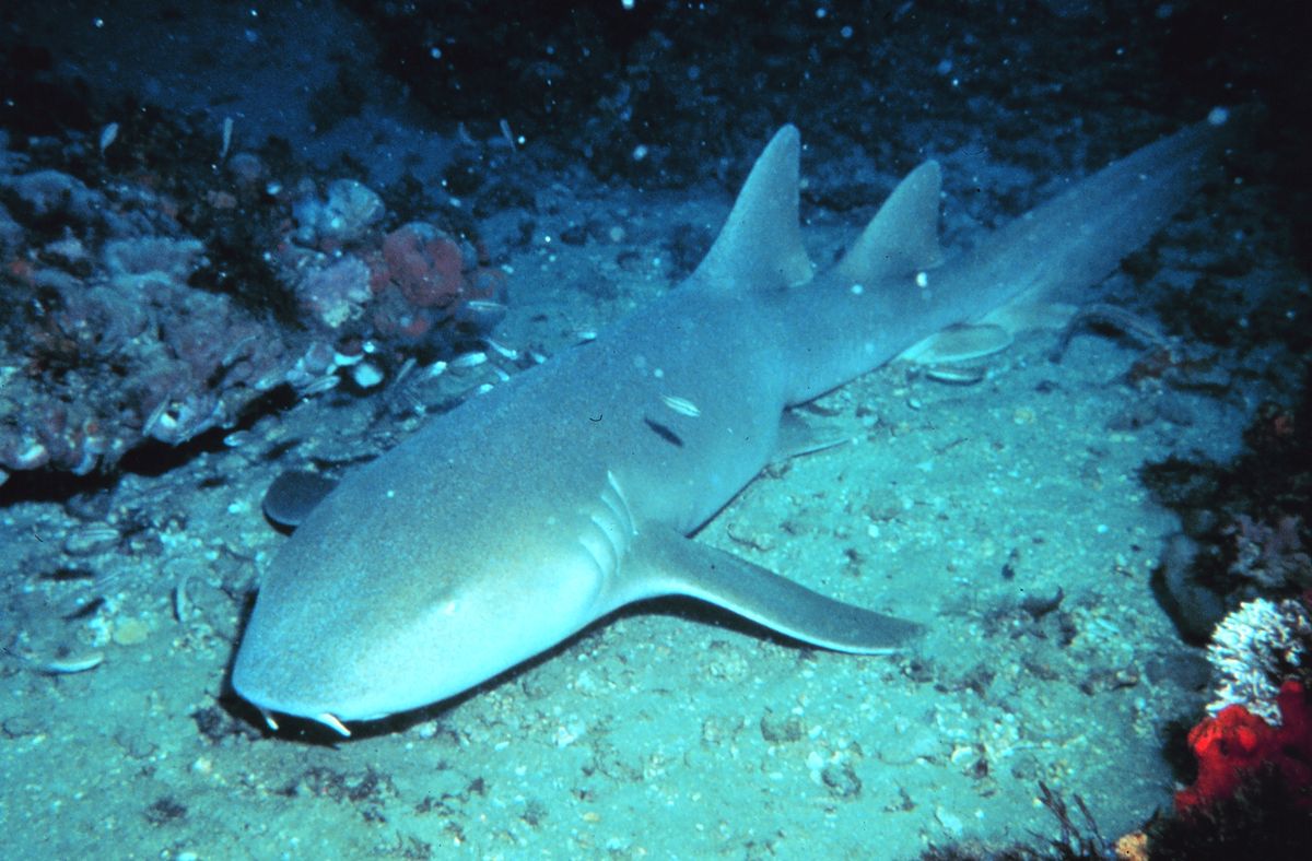 Nurse Shark