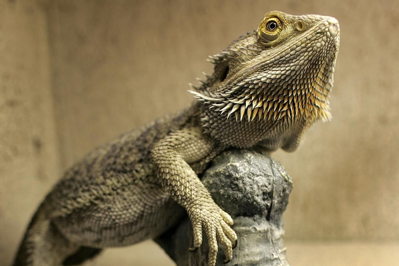 Bearded Dragon