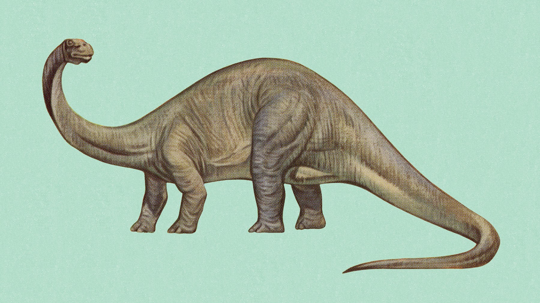 Brontosaurus