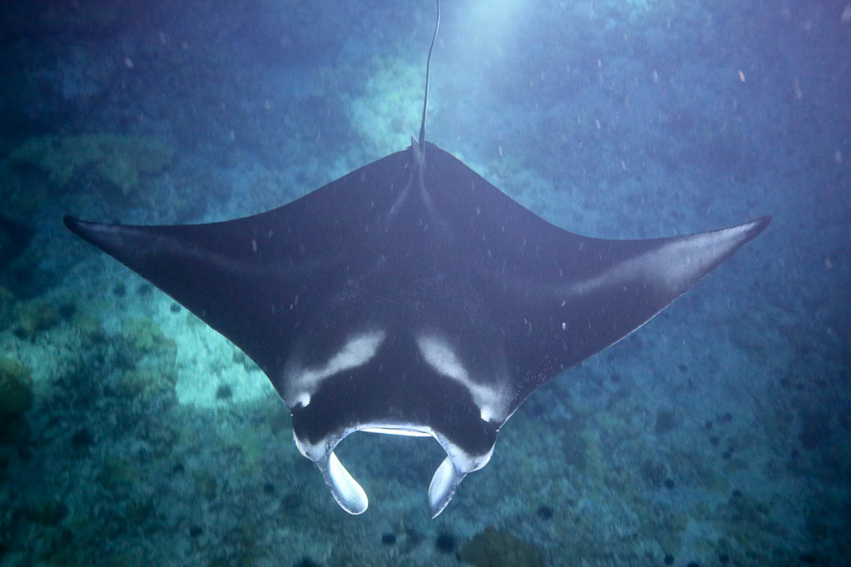 Manta Ray