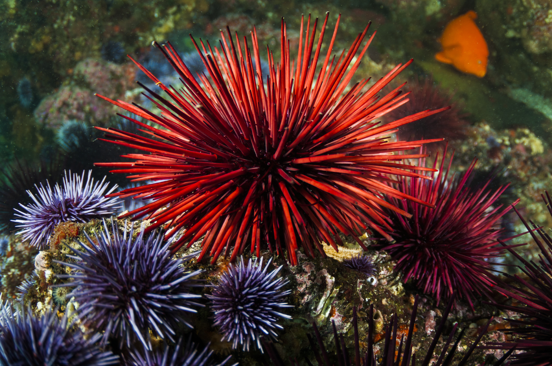 Sea urchin